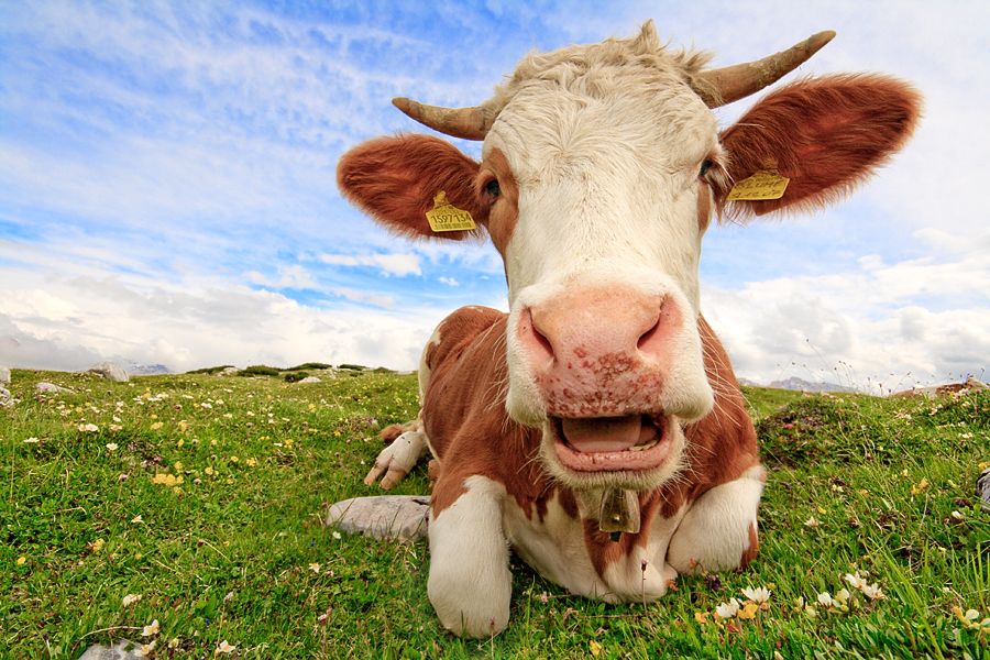 Avec le slogan, « je suis éleveur, je meurs », Bernard Boulet, éleveur à Tardinghen, ira défiler en habit de deuil au salon international de l'agriculture à Paris la semaine prochaine !  