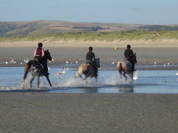 Jocelyn Mota a testé pour vous la découverte de l'estuaire de la Canche à cheval