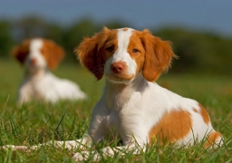 Pour avoir voulu éviter un chien un accident fait 5 blessés.
