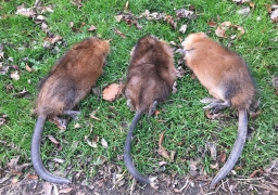 20 000 rats musqués capturés en 2016 dans l'audruicquois.