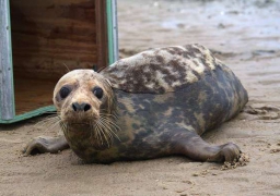 A Calais, un veau marin et deux phoques gris ont été relâchés sur la plage !