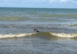 Calais : 5 phoques remis à la mer 