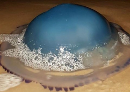 VIDEO Des méduses bleues s'échouent en masse sur nos plages