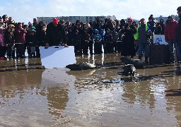 Beaucoup de monde au relâché de phoques sur la plage de Calais
