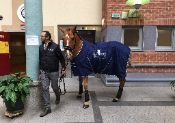 Peyo, un cheval qui vous veut du bien