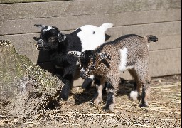 Naissance de trois chevreaux au zoo de Fort Mardyck