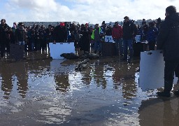 Un phoque relâché à Sangatte