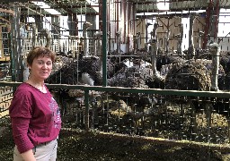 La Ferme de l'Autruche à Zutkerque