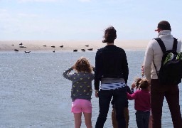 Découvrez les phoques de la Baie d'Authie