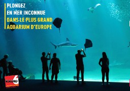 Radio 6 vous plonge dans l'univers du Grand Nausicaa... Plongez ! 