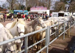 CONCOURS AGRICOLE DE LA PASSION - AUDRUICQ