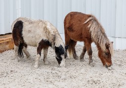 OUVERTURE DE LA FERME URBAINE DE CALAIS A PARTIR DU 6 AVRIL