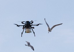 Calais : la ville utilise un drone pour stériliser les œufs de goélands 