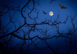 Participez à la 23ème nuit internationale de la chauve-souris