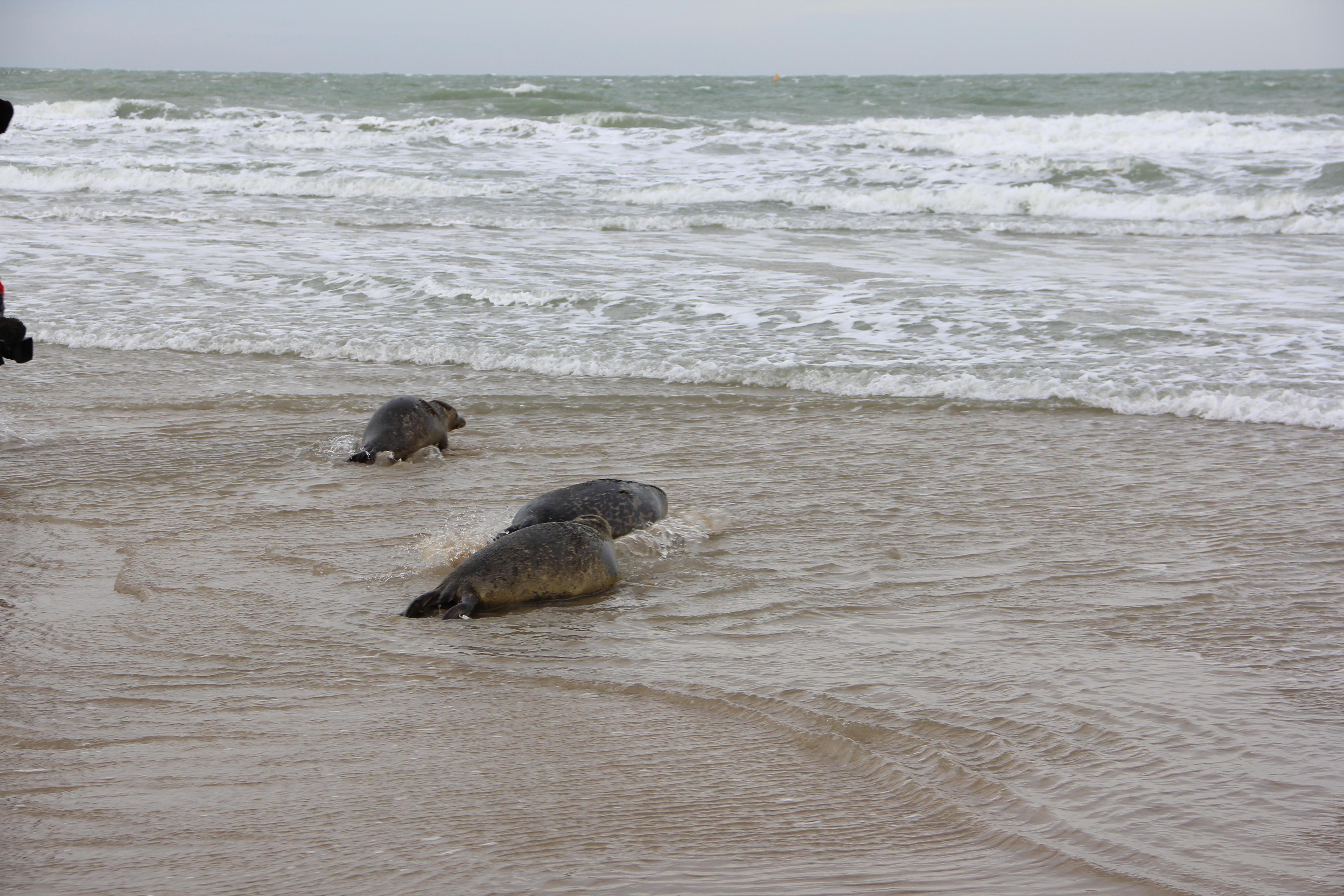 5 phoques veaux-marins relâchés vendredi sur la plage de Blériot grâce au centre de soins de la faune sauvage de Calais 