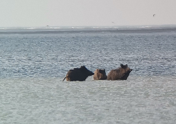 Des sangliers prennent un bain en Baie de Somme