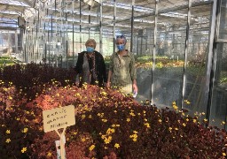 A Gravelines, les espaces verts verront la vie en rose cette année !