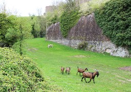 Montreuil: des brebis meurent après un acte de malveillance sur l'éco-paturage