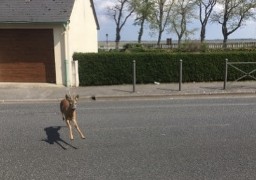 St Valery: le fleuriste