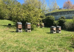 On prend soin aussi des abeilles à l'hôpital Duchenne !