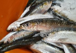 C'est la saison de la sardine boulonnaise !