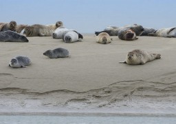 GPS des vacances : direction la pointe du Hourdel pour observer les phoques 