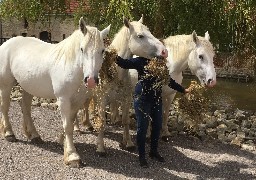 GPS des vacances : découvrez la maison du cheval boulonnais à Samer.