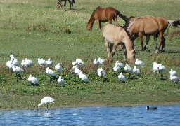 Le Parc du Marquenterre renoue avec sa fréquentation