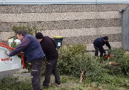 A Sangatte, les sapins de Noël sont broyés pour une gestion plus écologique des massifs