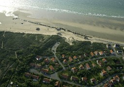 Des sapins pour protéger la Dune d’Aval à Wissant