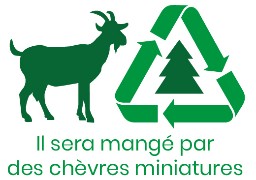 A Abbeville, vos sapins sont collectés pour nourrir les chèvres
