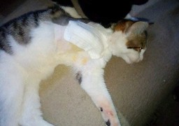 Dompierre-sur-Authie: Fripouille, amputée d'une patte, après avoir été prise dans un piège