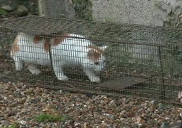Abbeville: la campagne de stérilisation des chats errants reconduite pour la 5ème année consécutive