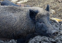 Opération de chasse aux sangliers ce week-end dans 70 communes du Pas-de-Calais