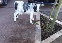 A Wacquinghen, le maire Denis Gavois recherche sa vache