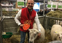 A Bergues, 31 moutons boulonnais primés au salon de l'agriculture font de l'éco-pâturage !