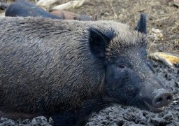La polémique enfle après l’abattage d'un sanglier domestique à Long