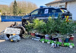 Somme: 57 plants de cannabis découverts au domicile d'un conducteur contrôlé positif aux stupéfiants