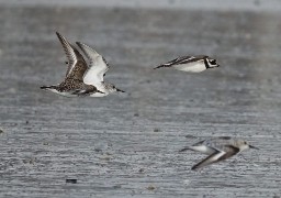 Le festival de l'Oiseau et de la Nature débute ce samedi en Baie de Somme