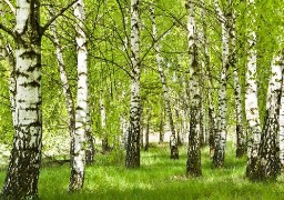 Pollens : risque d'allergie élevé dans le Pas-de-Calais, la Somme et le Nord