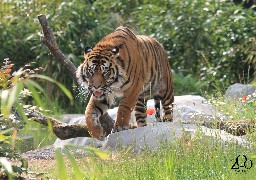 Amiens: Tilak, le tigre de Sumatra du zoo transféré en Allemagne