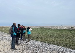 De Cayeux à Ambleteuse, des zones de protections mises en place pour les gravelots