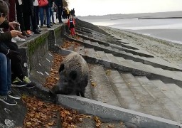 Le sanglier de Saint-Valery va être transféré dans un parc animalier