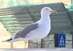 La grippe aviaire détectée dans la Somme et, peut-être, dans le Boulonnais 