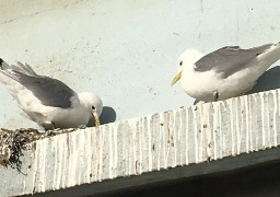 Grippe aviaire : zones de contôle dans le Pas-de-Calais et la Somme