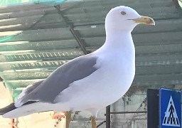 Grippe aviaire. La zone de contrôle temporaire étendue à 11 nouvelles communes du Pas-de-Calais