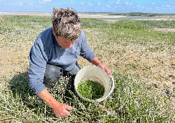 La cueillette de la salicorne a débuté: comment la cueillir et la cuisiner ? 