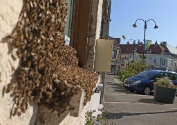Bourbourg : un essaim de milliers d'abeilles se forme sur la façade d'une maison