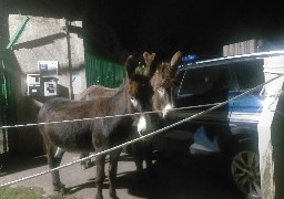 Deux ânes récupérés sur l'A16 samedi voir vers minuit.