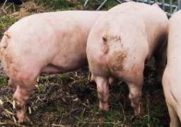 PETA demande un mémorial pour les cochons morts dans un accident à Houtkerque